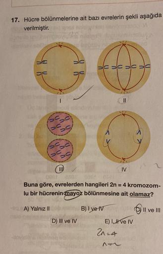 17. Hücre bölünmelerine ait bazı evrelerin şekli aşağıda
verilmiştir.
8 %
C
ovidi
A) Yalnız II
ERA
|
ecol
5030
C
2539
III
8 %
D) III ve IV
V V V V
Deer
oser oper
Buna göre, evrelerden hangileri 2n = 4 kromozom-
lu bir hücrenin mayoz bölünmesine ait olamaz?