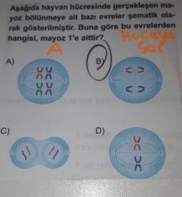 Aşağıda hayvan hücresinde gerçekleşen ma-
yoz bölünmeye ait bazı evreler şematik ola-
rak gösterilmiştir. Buna göre bu evrelerden
hangisi, mayoz 1'e aittir?
A)
C)
8
XX
XX
XX
XX
"1
83
BY
D)
Hoca
Sor
<>
<>
X X
*********