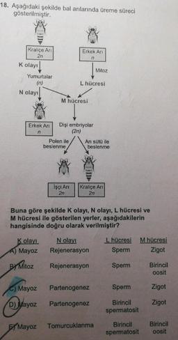 18. Aşağıdaki şekilde bal arılarında üreme süreci
gösterilmiştir.
Kraliçe Ari
2n
K olayı
Yumurtalar
(n)
N olayı
Erkek Arı
n
K olayı
A) Mayoz
BY Mitoz
C) Mayoz
D) Mayoz
Mayoz
M hücresi
Polen ile
Erkek Arı
n
Dişi embriyolar
(2n)
beslenme
İşçi Arı
2n
L hücresi
Buna göre şekilde K olayı, N olayı, L hücresi ve
M hücresi ile gösterilen yerler, aşağıdakilerin
hangisinde doğru olarak verilmiştir?
Arı sütü ile
beslenme
Mitoz
Kraliçe Ari
2n
N olayı
Rejenerasyon
Rejenerasyon
Partenogenez
Partenogenez
Tomurcuklanma
L hücresi M hücresi
Sperm
Zigot
Sperm
Sperm
Birincil
spermatosit
Birincil
spermatosit
Birincil
oosit
Zigot
Zigot
Birincil
oosit