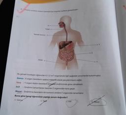 XC-
Insanin sindirim sistemi üzerinde bazı organlar harflerle gösterilmişti
Yutak
Yemek borusu 4
Anüs
Z
Arif
T
Y
Bu görseli inceleyen öğrenciler X, Y, Z ve T organlarıyla ilgili aşağıdaki yorumlarda bulunmuştur.
Gonca: X organı besinlerin sadece mekanik olarak parçalanmasını sağlar.
Sarp : Yorganı bütün besinlerin kimyasal sindiriminde görev almaktadır.
Arif : Sindirimi tamamlanan besinler Z organından kana geçer.
Mesut : Sindirilmiş besinlerin bir kısmının emilimi T organında tamamlanır.
Buna göre hangi öğrencinin yaptığı yorum doğrudur?
A) Gonça
B) Sarp
Mesut