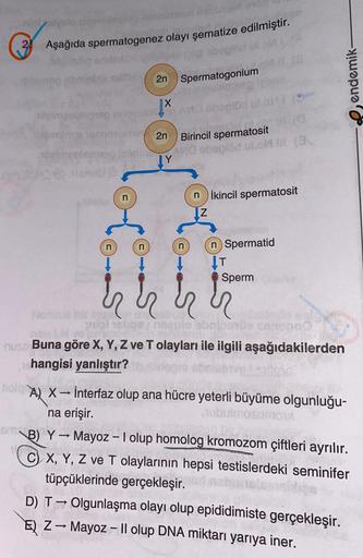 plastysto
2 Aşağıda spermatogenez olayı şematize edilmiştir.
iteimpoble 100
welmloys almo
2n Spermatogonium
beplőd
mor 2n
Birincil spermatosit
deimpobingog jaam MO abeplod ul.OMI (3
n
X
381AW
n
nikincil spermatosit
IZ
n Spermatid
↓T
Sperm
nigi nalige nagui