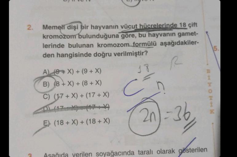 2.
Memeli dişi bir hayvanın vücut hücrelerinde 18 çift
kromozom bulunduğuna göre, bu hayvanın gamet-
lerinde bulunan kromozom formülü aşağıdakiler-
den hangisinde doğru verilmiştir?
R
A) (9+ X) + (9 + X)
B) (8 + X) + (8 + X)
C) (17+X)
+ (17 + X)
E) (18+ X)