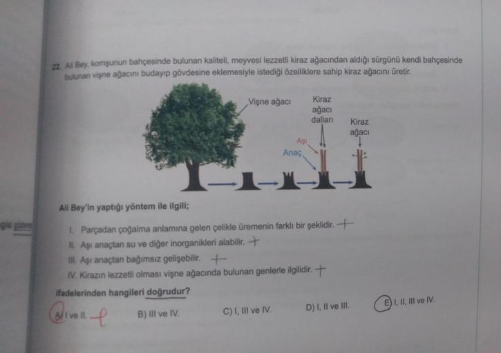 22. Ali Bey, komşunun bahçesinde bulunan kaliteli, meyvesi lezzetli kiraz ağacından aldığı sürgünü kendi bahçesinde
bulunan vişne ağacını budayıp gövdesine eklemesiyle istediği özelliklere sahip kiraz ağacını üretir.
AlI ve II.
Vişne ağacı
e
1-
Aşı
C) I, I