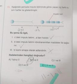 en
11. Aşağıdaki şemada impuls iletiminde görev yapan üç farklı kı-
sim harfler ile gösterilmiştir.
a
duyu
Bu şema ile ilgili,
I. c'deki impuls iletimi, a'dan hızlıdır.
II. b'deki impuls iletimi nörotransmitter maddeler ile sağla-
nır.
b
ara
III. b kısmı sinaps olarak adlandırılır.
ifadelerinden hangileri doğrudur?
A) Yalnız II
BY ve Il
D) II ve III
miyelin kılıf
||-
motor
C) I ve III
E) I, II ve III