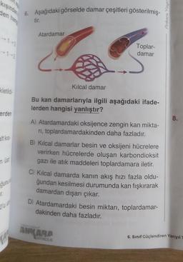 kışında
den hang
kletildi
erden
alt kis
n üst
ğunua
T.
6. Aşağıdaki görselde damar çeşitleri gösterilmiş-
tir.
Atardamar
Toplar-
damar
Kılcal damar
Bu kan damarlarıyla ilgili aşağıdaki ifade-
lerden hangisi yanlıştır?
A) Atardamardaki oksijence zengin kan mikta-
ri, toplardamardakinden daha fazladır.
B) Kılcal damarlar besin ve oksijeni hücrelere
verirken hücrelerde oluşan karbondioksit
gazı ile atık maddeleri toplardamara iletir.
C) Kılcal damarda kanın akış hızı fazla oldu-
ğundan kesilmesi durumunda kan fışkırarak
damardan dışarı çıkar.
D) Atardamardaki besin miktarı, toplardamar-
dakinden daha fazladır.
paskir
ANKARA
YAYINCILIK
Ankara Yayın
8.
6. Sınıf Güçlendiren Yarıyıl T