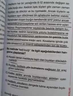 neredeyse
yonuye
im sulam
Stir. Yan
Kedilerin her bir yanağında 6-12 arasında değişen sa-
yıda bıyığı olur. Kedinin tıpkı tüyleri gibi zaman zaman
bıyıkları da dökülür ve bu normaldir. Ancak tüylerin ve
bıyıkların aşırı dökülmesi bir rahatsızlık belirtisi olabilir.
Keratinden oluşan bıyığın kendisinde sinir yoktur ancak
köklerinde proprioseptörler adı verilen hassas sinir uçları
bulunur. Proprioseptörler sayesinde beyinle iletişim ku-
ran bıyıklar, kedinin karanlıkta yolunu bulabilmesine ve
vücudunun her bölümünün senkronize bir şekilde hızla
hareket edebilmesine imkân verir. Kovalama işinde çok
usta olmalarının en önemli sebeplerinden biri de budur.
arda yaş
Salakem
hlike di
daki
Bu metinde "kedi bıyığı" ile ilgili aşağıdakilerden han-
gisine ulaşılamaz?
A) Keratin denen maddeyle kaplı olan bıyıkları dökülebil-
mektedir.
B) Bıyıklar, kedilerin yön bulmalarını sağlayan bir araç
görevi üstlenirler.
C) Kediler tehlike anında bıyıklarından aldıkları uyarı
sayesinde harekete geçmektedirler.
D) Kedilerin, vücutlarını dengede tutma açısından bıyık-
ları oldukça önemlidir.
Ekmeği ekmol
AYINLARI
