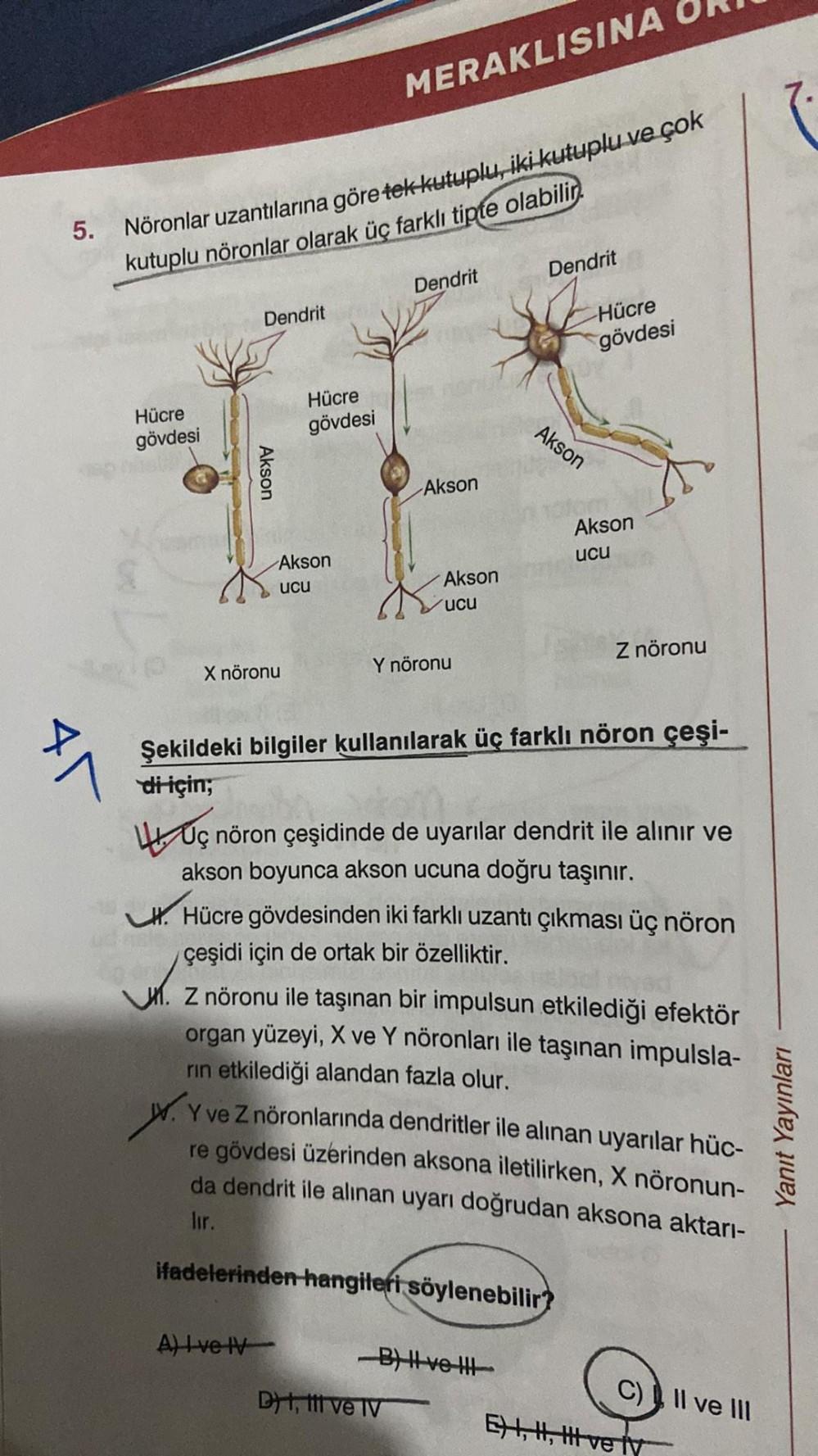 5. Nöronlar uzantılarına göre tek kutuplu, iki kutuplu ve çok
kutuplu nöronlar olarak üç farklı tipte olabilir.
x^
Hücre
gövdesi
Dendrit
Akson
LH. H
X nöronu
Hücre
gövdesi
Akson
ucu
MERAKLISINA
A) Ive IV
Dendrit
Akson
Akson
ucu
Y nöronu
Dendrit
Drt, ti ve