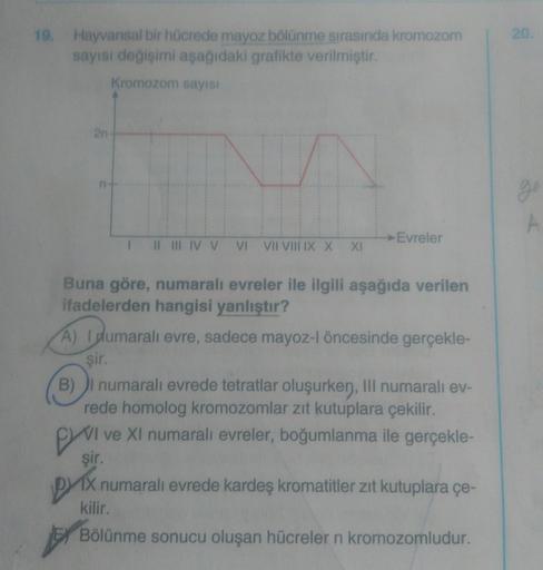 19. Hayvansal bir hücrede mayoz bölünme sırasında kromozom
sayısı değişimi aşağıdaki grafikte verilmiştir.
Kromozom sayısı
2n-
1 II III IV V
VI VII VIII IX X XI
→Evreler
Buna göre, numaralı evreler ile ilgili aşağıda verilen
ifadelerden hangisi yanlıştır?