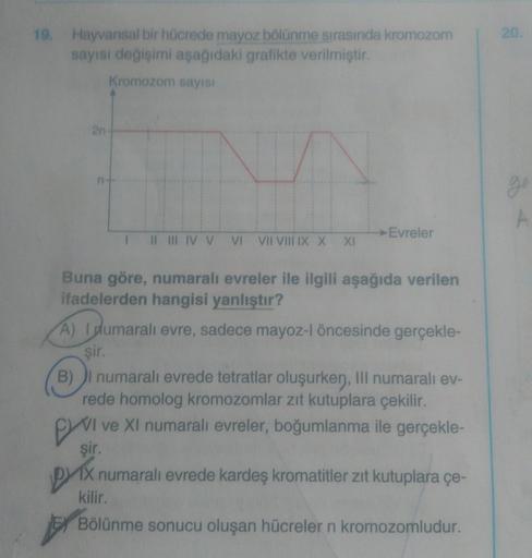 19. Hayvansal bir hücrede mayoz bölünme sırasında kromozom
sayısı değişimi aşağıdaki grafikte verilmiştir.
Kromozom sayısı
2n-
1 II III IV V
VI VII VIII IX X XI
→Evreler
Buna göre, numaralı evreler ile ilgili aşağıda verilen
ifadelerden hangisi yanlıştır?
