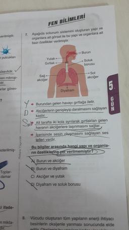 verilmiştir.
pulcukları
örevlidir.
ren mikrop-
par.
arlar görev-
?
5sterilmiş-
Toplar-
damar
i ifade-
n mikta-
Ankara Yayıncılık
FEN BİLİMLERİ
7. Aşağıda solunum sistemini oluşturan yapı ve
organlara ait görsel ile bu yapı ve organlara ait
bazı özellikler verilmiştir.
Y
D
S₂
Yutak +
Gırtlak 4
Sağ +
akciğer
Diyafram
Burun
Soluk
borusu
Sol
akciğer
➡Burundan gelen havayı gırtlağa iletir.
➡ Akciğerlerin genişleyip daralmasını sağlayan
kastır.
Alt tarafta iki kola ayrılarak gırtlaktan gelen
havanın akciğerlere taşınmasını sağlar.
A Burun ve akciğer
B) Burun ve diyafram
C) Akciğer ve yutak
D) Diyafram ve soluk borusu
5.
➡İçerisinde sesin oluşmasını sağlayan ses
telleri vardır.
Bu bilgiler arasında hangi yapı ve organla-
rın özelliklerine yer verilmemiştir?
GUN
8. Vücudu oluşturan tüm yapıların enerji ihtiyacı
besinlerin oksijenle yanması sonucunda elde
ertilir Oksiionin bu