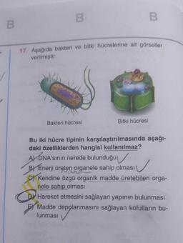 B
B
17. Aşağıda bakteri ve bitki hücrelerine ait görseller
verilmiştir.
Bakteri hücresi
B
Bitki hücresi
Bu iki hücre tipinin karşılaştırılmasında aşağı-
daki özelliklerden hangisi kullanılmaz?
A) DNA'sının nerede bulunduğu
BY Enerji üreten organele sahip olması
✓
Kendine özgü organik madde üretebilen orga-
nele sahip olması
O
DY Hareket etmesini sağlayan yapının bulunması
Madde depolanmasını sağlayan kofulların bu-
lunması