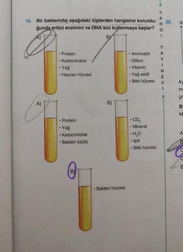 A
18. Bir bakteriofaj aşağıdaki tüplerden hangisine konuldu- 20.
R
ğunda eritici enzimini ve DNA'sını kullanmaya başlar? G
A)
• Protein
• Karbonhidrat
• Yağ
• Hayvan hücresi
• Protein
• Yağ
.
●
Karbonhidrat
Bakteri özütü
B)
B)
B)
• Bakteri hücresi
• Aminoa