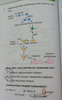 Aşağıdaki şemada insanlardaki alerji oluşumu veril-
miştir.
Alerjen
madde
B lenfositi
Hafıza hücresi Plazma hücresi
Alerjen
madde
lg E
Mitoz
D) II ve III
Alg E
Mast hücresi
Histamin
Damarın
genişlemesi
Buna göre, alerji belirtilerinin önlenmesi için;
I histamin salgılanmasını önleyen,
H histaminleri tanıyan reseptörlere bağlanan,
mitoz bölünmeyi önleyen
maddelerinden hangileri kullanılabilir?
A) Yalnız I
B) Yalnız III
a
E) I, II vell
CLIve ll
B
C