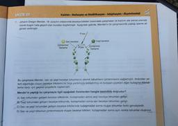 Th
Kalıtım - Mutasyon ve Modifikasyon - Adaptasyon - Biyoteknoloji
ÜNİTE 02
7. Johann Gregor Mendel, 19. yüzyılın ortalarında bezelye bitkileri üzerindeki çalışmaları ile kalıtımı ele alarak prensip
olarak bugün hala geçerli olan kuralları keşfetmiştir. Aşağıdaki şekilde, Mendel'in bir çalışmasında yaptığı işleme ait
görsel verilmiştir.
Sari bezelye
Çimlenme/
Gelişme
Fırça
Polen
Yeşil bezelye
Çimlenme/
Gelişme
Bu çalışmada Mendel, sarı ve yeşil bezelye tohumlarını ekerek tohumların çimlenmesini sağlamıştır. Ardından ye-
terli olgunluğa ulaşan bezelye bitkilerini bir fırça yardımıyla tozlaştırmış ve tozlaşan çiçekleri diğer tozlaşma ihtimal-
lerine karşı ışık geçiren poşetlerle kaplamıştır.
Mendel'in yaptığı bu çalışmayla ilgili aşağıdaki ifadelerden hangisi kesinlikle doğrudur?
A) Sarı tohumdan gelişen bezelye bitkisinde, tozlaşmadan sonra yeşil bezelye tohumları gelişir.
B) Yeşil tohumdan gelişen bezelye bitkisinde, tozlaşmadan sonra sarı bezelye tohumları gelişir.
C) Sarı ve yeşil tohumdan gelişen bezelye bitkilerinde tozlaşmadan sonra oluşan tohumlar farklı genotiptedir.
D) Sarı ve yeşil tohumun çimlenmesiyle oluşan bezelye bitkileri, tozlaşmadan sonra aynı renkte tohumlar oluşturur.