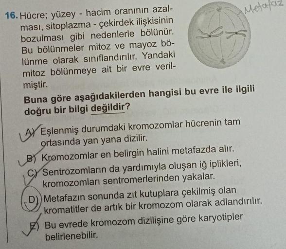 16. Hücre; yüzey - hacim oranının azal-
ması, sitoplazma - çekirdek ilişkisinin
bozulması gibi nedenlerle bölünür.
Bu bölünmeler mitoz ve mayoz bö-
lünme olarak sınıflandırılır. Yandaki
mitoz bölünmeye ait bir evre veril-
miştir.
Buna göre aşağıdakilerden