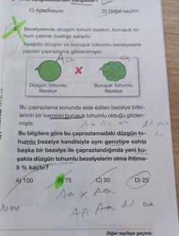 3.
C) Adaptasyon
Ju uu
D) Doğal seçilim
Bezelyelerde düzgün tohum baskın, buruşuk to-
hum çekinik özelliğe sahiptir.
Aşağıda düzgün ve buruşuk tohumlu bezelyelerle
yapılan çaprazlama gösterilmiştir.
Aa
Düzgün Tohumlu
Bezelye
Buruşuk Tohumlu
Bezelye
Bu çaprazlama sonunda elde edilen bezelye bitki-
lerinin bir kısmının burusuk tohumlu olduğu gözlen-
miştir.
A a An an
Bu bilgilere göre bu çaprazlamadaki düzgün to-
humlu bezelye kendisiyle aynı genotipe sahip
başka bir bezelye ile çaprazlandığında yeni ku-
şakta düzgün tohumlu bezelyelerin olma ihtima-
li % kaçtır?
A) 100
AA yea
Au
B) 75
C) 50
Aax Aa
A A Aa
D) 25
AA aa
Diğer sayfaya geçiniz.