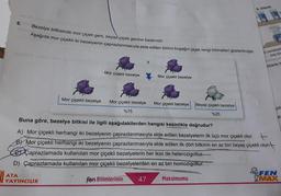 6. avlos
Bezelye bitkisinde mor çiçek geni, beyaz çiçek genine baskındır.
Aşağıda mor çiçekli iki bezelyenin çaprazlanmasıyla elde edilen birinci kuşağın çiçek rengi ihtimalleri gösterilmiştir.
Mor çiçekli bezelye
Mor çiçekli bezelye
Mor çiçekli bezelye Mor çiçekli bezelye Mor çiçekli bezelye
%75
47
Beyaz çiçekli bezelye
%25
Maksimumu
IL Etkinlik
ki bardaktaki
boş sür
Buna göre, bezelye bitkisi ile ilgili aşağıdakilerden hangisi kesinlikle doğrudur?
A) Mor çiçekli herhangi iki bezelyenin çaprazlanmasıyla elde edilen bezelyelerin ilk üçü mor çiçekli olur. +
B) Mor çiçekli herhangi iki bezelyenin çaprazlanmasıyla elde edilen ilk dört bitkinin en az biri beyaz çiçekli olur.
Çaprazlamada kullanılan mor çiçekli bezelyelerin her ikisi de heterozigottur.
D) Çaprazlamada kullanılan mor çiçekli bezelyelerden en az biri homozigottur.
ATA
YAYINCILIK
Fen Bilimlerinin
liklerle il
ize
FEN
MAX
e
