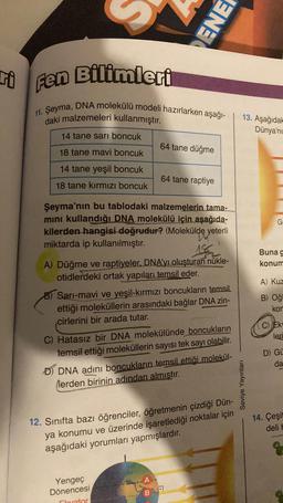 ri
Fen Bilimleri
11. Şeyma, DNA molekülü modeli hazırlarken aşağı-
daki malzemeleri kullanmıştır.
14 tane sarı boncuk
18 tane mavi boncuk
14 tane yeşil boncuk
18 tane kırmızı boncuk
64 tane düğme
64 tane raptiye
Şeyma'nın bu tablodaki malzemelerin tama-
mını kullandığı DNA molekülü için aşağıda-
kilerden hangisi doğrudur? (Molekülde yeterli
miktarda ip kullanılmıştır.
ENE
156
A) Düğme ve raptiyeler, DNA'yı oluşturan nükle-
otidlerdeki ortak yapıları temsil eder.
Sarı-mavi ve yeşil-kırmızı boncukların temsil
ettiği moleküllerin arasındaki bağlar DNA zin-
cirlerini bir arada tutar.
Yengeç
Dönencesi
Flovator
C) Hatasız bir DNA molekülünde boncukların
temsil ettiği moleküllerin sayısı tek sayı olabilir.
D) DNA adını boncukların temsil ettiği molekül-
lerden birinin adından almıştır.
B
12. Sınıfta bazı öğrenciler, öğretmenin çizdiği Dün-
ya konumu ve üzerinde işaretlediği noktalar için
aşağıdaki yorumları yapmışlardır.
F
13. Aşağıdak
Dünya'nı
Seviye
G
Buna g
konum
A) Kuz
B) Oğl
kor
C) Ek
leri
D) Gü
da
14. Çeşit
deli H