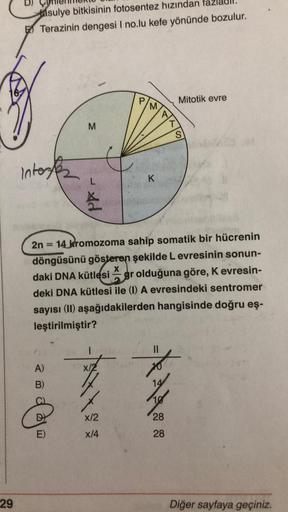 29
D)
fasulye bitkisinin fotosentez hızından
Terazinin dengesi I no.lu kefe yönünde bozulur.
Intox
A)
M
E)
Ad
-
P/
M
x/2
x/4
K
2n = 14 kromozoma sahip somatik bir hücrenin
döngüsünü gösteren şekilde L evresinin sonun-
daki DNA kütlesi gr olduğuna göre, K e