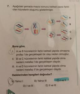 7. Aşağıdaki şemada mayoz sonucu kalıtsal yapısı farklı
olan hücrelerin oluşumu gösterilmiştir.
}"
a
8
XX
LG
II. B ve C hücrelerinin farklı kalıtsal yapıda olma
nedeni metafaz l'de gerçekleşen olaydır.
Buna göre,
1. A ve B hücrelerinin farklı kalıtsal yapıda olmasına
profaz l'de gerçekleşen bir olay neden olmuştur.
III. A ve D hücrelerinin farklı kalıtsal yapıda olma
nedeni metafaz ll'de gerçekleşen olaydır.
ifadelerinden hangileri doğrudur?
Yalnız I
88
D) I ve III
U D U U
B) Yalnız III
E) II ve III
A
C) I ve II
B
C
D