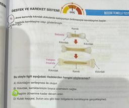 TEM
DESTEK VE HAREKET SİSTEMİ
Anne karnında kıkırdak dokularda kalsiyumun birikmesiyle kemikleşme başlar.
Aşağıda kemikleşme olayı gösterilmiştir.
Ogremem
5.
Bebekte
Yetişkin
insanda
Kıkırdak
Kıkırdak
GÜÇ
Kemik
Kıkırdak
Kemik
het nabishapate f
Bu olayla ilgili aşağıdaki ifadelerden hangisi söylenemez?
ist nebaizivsa xiras
A) Kıkırdağın sertleşmesi ile oluşur.
B) Kıkırdak, kemiklerimizin boyca uzamasını sağlar.
BECERİ TEMELLİ TEST
Kıkırdak
C) Yaşlılık dönemine kadar devam eder.
D) Kulak kepçesi, burun ucu gibi bazı bölgelerde kemikleşme gerçekleşmez.