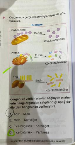9. K organında gerçekleşen olaylar aşağıda gös-
terilmiştir.
023
Karbonhidrat
Protein xorey (@
Yağ
C
K organi
AVAğız - Mide
Enzimie
Enzim
Enzim
Küçük moleküller
B) Mide - Karaciğer
Küçük moleküller
K organı ve verilen olayları sağlayan enzim-
lerin hangi organdan salgılandığı aşağıda-
kilerden hangisinde verilmiştir?
24
Küçük moleküller
erop GODE
C) İnce bağırsak - Karaciğer velo mh
D) İnce bağırsak - Pankreas
6. SINIF FEN BİLİMLERİ GÜÇLENDİREN SORU BANKASI