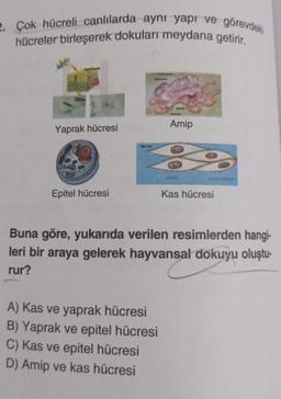 2. Çok hücreli canlılarda aynı yapı ve görevdeki
hücreler birleşerek dokuları meydana getirir.
yaprak kesi
Yaprak hücresi
Epitel hücresi
tolog
Watch
Amip
A) Kas ve yaprak hücresi
B) Yaprak ve epitel hücresi
C) Kas ve epitel hücresi
D) Amip ve kas hücresi
Kas hücresi
Buna göre, yukarıda verilen resimlerden hangi-
leri bir araya gelerek hayvansal dokuyu oluştu-
rur?