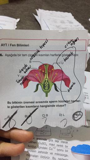 AYT/Fen Bilimleri
6. Aşağıda bir tam
L
Tohum
tostag
borusu
B)
drigkedsfak tepest
erketegan
in kısımları harflerle göstermiştir.
C) B
2
U
Bu bitkinin üremesi sırasında sperm hücreleri harfler-
le gösterilen kısımların hangisinde oluşur?
D) L
710008
HC/
k ar