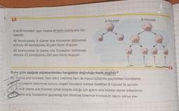 7.
A ve B hücreleri, aynı insana ait farklı üreme ana hüc-
releridir.
46 kromozomlu A üreme ana hücresinin bölünmesi
sonucu 46 kromozomlu iki yeni hücre oluşuyor.
46 kromozomlu B üreme ana hücresinin bölünmesi
sonucu 23 kromozomlu dört yeni hücre oluşuyor.
46
A Hücresi
46
46
23
23
B Hücresi
46
Buna göre aşağıda söylenenlerden hangisinin doğruluğu kesin değildir?
A) Üreme ana hücreleri, hem mitoz bölünme hem de mayoz bölünme geçirebilen hücrelerdir.
BA hücresinin bölünmesi sonucu oluşan hücrelerin kalıtsal özellikleri B hücresi ile aynıdır.
C) A ve B üreme ana hücreleri erkek bireyde olduğu için sperm ana hücresi olarak adlandırılır.
D) Deme ana hücrelerinin geçireceği tüm bölünme türlerinde kromozom sayısı yarıya iner.
23
23
i l
23