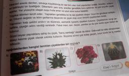 en
Dikenleri areole denilen, oldukça küçültülmüş bir dal türü olan özel yapılardan üretilir. Areoller, onların
belirleyici bir özelliğidir. Dikenlerin yanı sıra, areoller genellikle boru şeklinde ve çok boyutlu çiçek
açarlar. Yer yüzeyine ulaşan suyu hızla emer ve uzun süre susuz kalabilir.
Tropikal iklimleri tercih eder. Yaprakları genellikle bir iki dal çiçekten oluşur. Uzun bir gövdeye sahiptir-
ler. Dikenli değildir ve iklim şartlarına dayanıklı bir çiçek olup uzun ömürlü çiçeklerden biridir.
Yaprakları kalp şeklini andırır ve düzensiz, asimetrik (çarpık) çiçekleri bulunur. Çiçeklerinin rengi ge-
nellikle, çiçeğin adını verdiği renktedir. Fakat mavi, sarı, beyaz, pembe ya da çok renkli açan türleri de
bulunur.
. Güzel beyaz yapraklara sahip bu çiçek, "barış zambağı" olarak da bilinir. Dekoratif bir bitki olmasından
dolayı kesme çiçek olarak sıklıkla kullanılır. Büyüme süreci çok kolay geçen, uzun konik bir iç mekân
bitkisidir.
Aşağıdakilerden hangisi tanıtılan çiçeklerden biri değildir?
B)
C)
A)
Türkçe
D)
Kamp'ı Keşfet
27