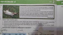 FEN BİLİMLERİ-8
16.
17.
Uzun
Kısa
» 3
Miyotonik keçiler heyecanlandıklarında veya korktuklarında kasları 4-5 saniyeliği-
ne kitleniyor ve bundan dolayı bayılabiliyorlar. Kitlenen kaslar gevşeyince de kalkıp
hiçbir şey olmamış gibi koşmaya devam ediyorlar.
Verilen haber kesitine göre;
1. Miyotoni olarak adlandırılan bu olay, canlının gen yapısını etkilediği için mutasyon olarak adlandırır.
II. Miyotonik keçilerdeki gözlenen bu genetik hastalık, keçi sütünden insanlara geçebilir.
III. Miyotonik keçiler bir süre sonra tekrar eski hållerine döndükleri için gerçekleşen bu durum, modifi-
kasyon olarak adlandırılır.
yorumlarından hangilerinin doğruluğuna ulaşılabilir?
Yalnız I.
B) I ve II
Uzun
Tennessee keçileri olarak da anılan keçilerde bu davranışa neden olan hastalık adı
Kalıtsal Miyotoni (Tonik Spazm) isimli genetik bir hastalıktır. CLCN1 geninde mey-
dana gelen bir değişime bağlı olarak ortaya çıkan bu hastalık sadece keçilerde de-
ğil, birçok hayvan türünde ve dolayısıyla insanlarda da görülmektedir.
Uzun
Uzun
www.bbc.com
C) I ve It
D) II ve III.
Uzun boylu bezelye bitkisi ile kısa boylu hezelve
FE
19.