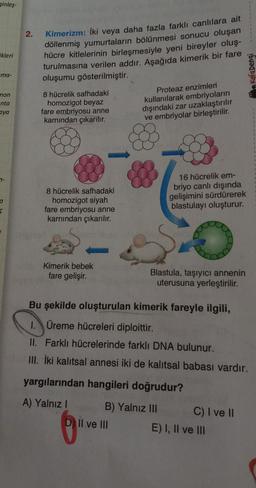 ginleş-
ikleri
-ma-
mon
-nta
aya
7-
a
f
2.
Kimerizm: İki veya daha fazla farklı canlılara ait
döllenmiş yumurtaların bölünmesi sonucu oluşan
hücre kitlelerinin birleşmesiyle yeni bireyler oluş-
turulmasına verilen addır. Aşağıda kimerik bir fare
oluşumu gösterilmiştir.
8 hücrelik safhadaki
homozigot beyaz
fare embriyosu anne
karnından çıkarılır.
8 hücrelik safhadaki
homozigot siyah
fare embriyosu anne
karnından çıkarılır.
Kimerik bebek
fare gelişir.
Proteaz enzimleri
kullanılarak embriyoların
dışındaki zar uzaklaştırılır
ve embriyolar birleştirilir.
16 hücrelik em-
briyo canlı dışında
gelişimini sürdürerek
blastulayı oluşturur.
Il ve III
Blastula, taşıyıcı annenin
uterusuna yerleştirilir.
Bu şekilde oluşturulan kimerik fareyle ilgili,
1. Üreme hücreleri diploittir.
II. Farklı hücrelerinde farklı DNA bulunur.
III. İki kalıtsal annesi iki de kalıtsal babası vardır.
yargılarından hangileri doğrudur?
A) Yalnız I
B) Yalnız III
C) I ve II
Kafa Dengi
E) I, II ve III