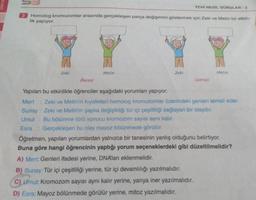 UNITE
3 Homolog kromozomlar arasında gerçekleşen parça değişimini göstermek için Zeki ve Metin bir etkin-
lik yapıyor.
Zeki
Metin
YENİ NESİL SORULAR-2
Zeki
Metin
Öncesi
Yapılan bu etkinlikte öğrenciler aşağıdaki yorumları yapıyor.
Mert : Zeki ve Metin'in kıyafetleri homolog kromozomlar üzerindeki genleri temsil eder.
Sunay: Zeki ve Metin'in şapka değişikliği tür içi çeşitliliği sağlayan bir olaydır.
Umut: Bu bölünme türü sonucu kromozom sayısı aynı kalır.
Esra: Gerçekleşen bu olay mayoz bölünmede görülür.
Öğretmen, yapılan yorumlardan yalnızca bir tanesinin yanlış olduğunu belirtiyor.
Buna göre hangi öğrencinin yaptığı yorum seçeneklerdeki gibi düzeltilmelidir?
A) Mert: Genleri ifadesi yerine, DNA'ları eklenmelidir.
B) Sunay: Tür içi çeşitliliği yerine, tür içi devamlılığı yazılmalıdır.
C) Umut: Kromozom sayısı aynı kalır yerine, yarıya iner yazılmalıdır.
D) Esra: Mayoz bölünmede görülür yerine, mitoz yazılmalıdır.
Sonrası