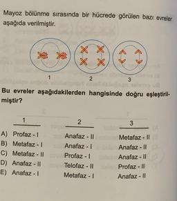 Mayoz bölünme sırasında bir hücrede görülen bazı evreler
aşağıda verilmiştir.
1
1
A) Profaz-I
B) Metafaz - I
C) Metafaz - 11
D) Anafaz - II
E) Anafaz - I
X X
X X
2
2
Bu evreler aşağıdakilerden hangisinde doğru eşleştiril-
miştir?
3
SON Anafaz - 11
x
Anafaz - 1
Profaz - I
Telofaz - II
Metafaz - I
O invA
3
Metafaz - II (8)
Anafaz - Il
Anafaz - Il
Profaz - Il
Anafaz - Il