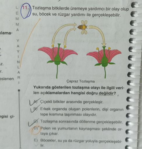 klama-
Z.
r.
L 11. Tozlaşma bitkilerde üremeye yardımcı bir olay olup
su, böcek ve rüzgar yardımı ile gerçekleşebilir.
E
1
N
L
A
eslenen R
1
ngisi çi-
M
Y
Çapraz Tozlaşma
Yukarıda gösterilen tozlaşma olayı ile ilgili veri-
len açıklamalardan hangisi doğru