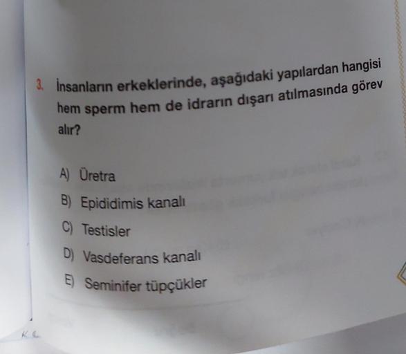 3. İnsanların erkeklerinde, aşağıdaki yapılardan hangisi
hem sperm hem de idrarın dışarı atılmasında görev
alır?
A) Üretra
B) Epididimis kanalı
C) Testisler
D) Vasdeferans kanalı
E) Seminifer tüpçükler