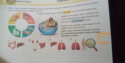 Boşaltım Sistemi
A)
12. Sindirim sistemi organlarının faaliyetleri, solunum olayı sonucu vücutta atık madde oranı artar. Boşaltım sistemi bu atıkların
vücuttan uzaklaştırılmasını sağlayan sistemdir.
B)
Fasiküllu Haltu
Proteinlerin sindirimi sonucu vücutta amonyak adı verilen zehirli madde oluşur.
C)
Akciğerden kana geçen oksijen, hücredeki mito-
kondri organelinde besinleri yakar. Besinlerin yan-
oluşur.
karbondioksit
ması sonucu
Yukarıda verilen bilgilerde vücutta oluşan iki atık
madde kutucuk içinde verilmiştir.
Verilen atıkların etkisinin azaltılması ve vücut-
tan uzaklaştırılmasında görevli organ çifti hangi
seçenekte verilmiştir?