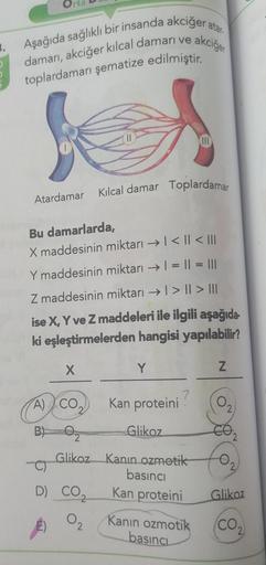 akciğer
Aşağıda sağlıklı bir insanda akciğer atar
damarı, akciğer kılcal damarı ve a
toplardamarı şematize edilmiştir.
Atardamar Kılcal damar Toplardamar
Bu damarlarda,
X maddesinin miktarı →| < | < |||
Y maddesinin miktarı →| = || = |||
Z maddesinin mikta