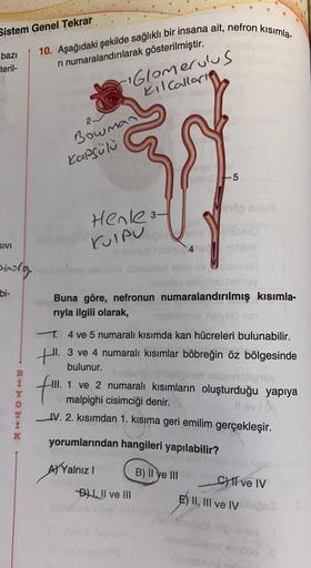 Sistem Genel Tekrar
bazı
teril-
SIVI
sinory.
bi-
BHTOEHM
Y
0
K
10. Aşağıdaki şekilde sağlıklı bir insana ait, nefron kısımla-
ri numaralandırılarak gösterilmiştir.
Bowman
Kapsülü
-16lomerulus
KilCalları
Henle 3-
KUIPU
40
Buna göre, nefronun numaralandırılm