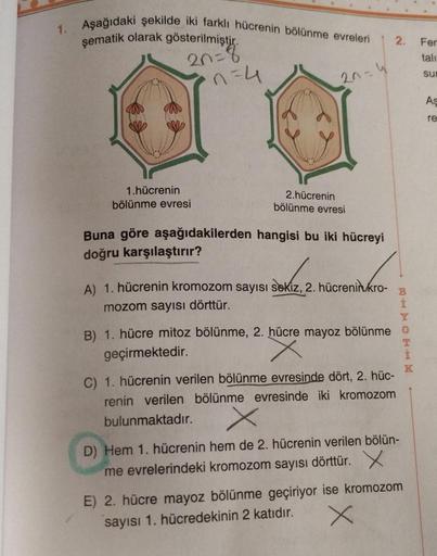 1. Aşağıdaki şekilde iki farklı hücrenin bölünme evreleri
şematik olarak gösterilmiştir.
20=8
1.hücrenin
bölünme evresi
n=4
20=4
2.hücrenin
bölünme evresi
Buna göre aşağıdakilerden hangisi bu iki hücreyi
doğru karşılaştırır?
A) 1. hücrenin kromozom sayısı