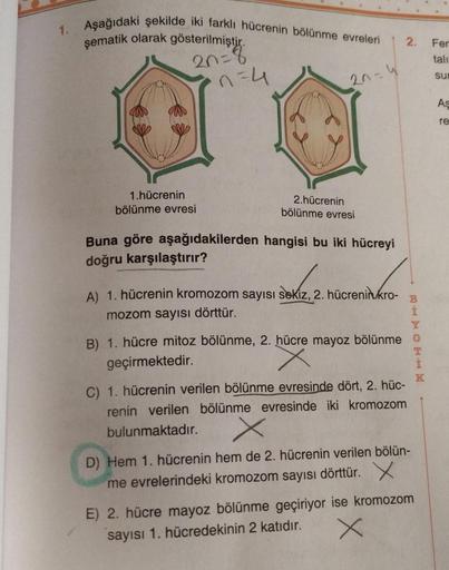 1. Aşağıdaki şekilde iki farklı hücrenin bölünme evreleri
şematik olarak gösterilmiştir.
20=8
1.hücrenin
bölünme evresi
n=4
20=4
2.hücrenin
bölünme evresi
Buna göre aşağıdakilerden hangisi bu iki hücreyi
doğru karşılaştırır?
A) 1. hücrenin kromozom sayısı 