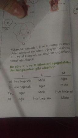 angus
4.
M
11
Yukarıdaki şemada I, II ve III numaralı mad.
deler kimyasal sindirime uğrayan besinleri,
K, L ve M kümeleri ise sindirim organlarını
temsil etmektedir.
D)
Bu göre K, L ve M kümeleri aşağıdakiler.
den hangisindeki gibi olabilir?
K
A) İnce bağırsak
B) İnce bağırsak
M
Ağız
Ağız
L
Mide
Ağız
Mide
İnce bağırsak
M
Ağız
Mide
İnce bağırsak
Mide