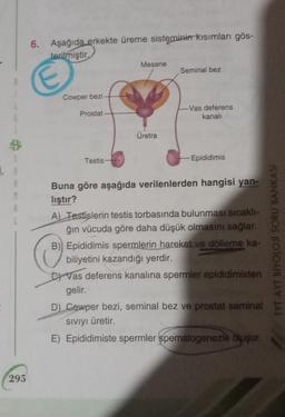 $
A
M
295
6. Aşağıda erkekte üreme sisteminin kısımları gös-
terilmiştir
E
Cowper bezi
Prostat
Testis-
Mesane
Üretra
Seminal bez
-Vas deferens
kanalı
-Epididimis
Buna göre aşağıda verilenlerden hangisi yan-
lıştır?
A) Testişlerin testis torbasında bulunması sıcaklı-
ğın vücuda göre daha düşük olmasını sağlar.
B) Epididimis spermlerin hareket ve dölleme ka-
biliyetini kazandığı yerdir.
CVas deferens kanalına spermler epididimisten
gelir.
D) Cewper bezi, seminal bez ve prostat seminal
Sıvıyı üretir.
E) Epididimiste spermler spematogenezle oluşur.
TYT-AYT BIYOLOJI SORU BANKASI