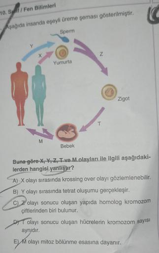 10. Sf/Fen Bilimleri
Aşağıda insanda eşeyli üreme şeması gösterilmiştir.
Sperm
M
Yumurta
Bebek
Z
T
Zigot
Buna göre X, Y, Z, T ve M olayları ile ilgili aşağıdaki-
lerden hangisi yanlıştır?
A) X olayı sırasında krossing over olayı gözlemlenebilir.
B) Y olayı