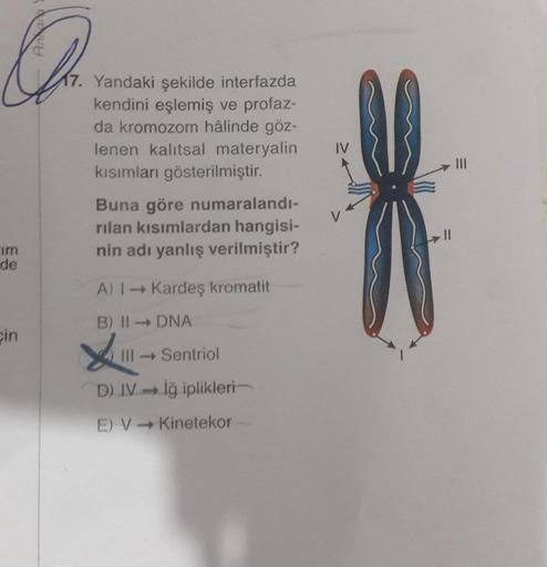 im
de
cin
Antara
17. Yandaki şekilde interfazda
kendini eşlemiş ve profaz-
da kromozom hâlinde göz-
lenen kalıtsal materyalin
kısımları gösterilmiştir.
Buna göre numaralandı-
rılan kısımlardan hangisi-
nin adı yanlış verilmiştir?
A) I Kardeş kromatit
B) II