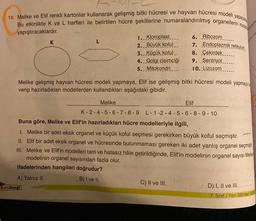 13. Melike ve Elif renkli kartonlar kullanarak gelişmiş bitki hücresi ve hayvan hücresi modeli yapacak
Bu etkinlikte K ve L harfleri ile belirtilen hücre şekillerine numaralandırılmış organellerin mode
yapıştıracaklardır.
K
L
KafeDengil
1. Kloroplast
2. Büyük koful
3. Küçük koful
4. Golgi cisimciği
5. Mitokondri
Melike gelişmiş hayvan hücresi modeli yapmaya, Elif ise gelişmiş bitki hücresi modeli yapmaya
verip hazırladıkları modellerden kullandıkları aşağıdaki gibidir.
6. Ribozom
7. Endoplazmik retikulum
8. Cekirdek
9. Sentriyol
10. Lizozom
Melike
K-2-4-5-6-7-8-9 L-1-2-4-5-6-8-9-10
Buna göre, Melike ve Elif'in hazırladıkları hücre modelleriyle ilgili,
1. Melike bir adet eksik organel ve küçük koful seçmesi gerekirken büyük koful seçmiştir.
II. Elif bir adet eksik organel ve hücresinde bulunmaması gereken iki adet yanlış organel seçmişt
III. Melike ve Elif'in modelleri tam ve hatasız hâle getirildiğinde, Elif'in modelinin organel sayısı Mele
modelinin organel sayısından fazla olur.
ifadelerinden hangileri doğrudur?
A) Yalnız II.
B) I ve II.
C) II ve III.
Elif
D) I, II ve III.
7. Sınıf / Fen Bilimleri Kas