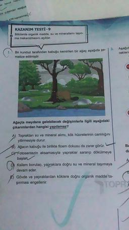 on havuz hu
ce yukandan aşağıya
ATP harcanmaz
KAZANIM TESTİ-9
Bitkilerde organik madde, su ve minerallerin taşın-
ma mekanizmasını açıklar.
Bir kunduz tarafından kabuğu kemirilen bir ağaç aşağıda şe-
matize edilmiştir.
Ağaçta meydana gelebilecek değişimlerle ilgili aşağıdaki
çıkarımlardan hangisi yapılamaz?
A) Topraktan su ve mineral alımı, kök hücrelerinin canlılığını
yitirmesiyle durur.
B) Ağacın kabuğu ile birlikte floem dokusu da zarar görür.
CFotosentezin aksamasıyla yapraklar sararıp dökülmeye
başlan
Ksilem boruları, yapraklara doğru su ve mineral taşımaya
devam eder.
Gövde ve yapraklardan köklere doğru organik madde ta-
şınması engellenir.
Aşağıd
rakları
Bu
da
E
TOPRY
