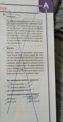 sinif.
kçe
8.
Pavlonya
Bu ağacın havayı temizleme, klimi yumu-
şatma gibi güzellikleri var. Dikilmesi, çiçek
açması ve 5-6 metre kadar büyümesi bir
yıl içinde oluyor. Hızlı boy/atan bu ağacın
kerestesi de kaliteli olduğundan mobilya
yapımı ve kırtasiyecilik gibi çeşitli alanlar-
da kullanılıyor. Ayrıca geniş yapraklarıyla
bol karbondioksit emdiğinden kentlerde-
ki hava kirliliğini önlemede de yaygın ola-
rak yararlanıyor.
Bambu
Bambu ağacı, buğdaygiller grubundan
olup birçok farklı türden oluşan bir bitki-
dir. Son zamanlarda bambunun yoğun ola-
rak ev dekorasyonunda kullanıldığı görül-
mektedir. Bambu ağacının yetişme süreci
oldukça meşakkatlidir. Bu ağaç ekildikten
sonra yaklaşık 5 yıl boyunca hiç büyümez.
5 yılın sonunda filizlenmeye başlar ama 2
hafta içinde boyu 27 metreye ulaşır.
Bu metinlerde tanıtılan ağaçların,
CL
z büyümesi
II. Kullanım alanları
III. Farklı türlerinin olmas
-A
kitapçığı
özelliklerinden hangileri ortaktır?
B) ve Il
D) II ve III
A) Yalnız I
ve III
