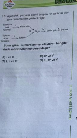 Bahcesehir
Koleji
16. Aşağıdaki şemada eşeyli üreyen bir canlının olu-
şum basamakları gösterilmiştir.
Yumurta
ana
hücresi
1
Sperm 11
ana
hücresi
Yumurta
A) I ve Il
C) I, II ve III
Sperm
IV
Zigot Embriyo Bebek
Buna göre, numaralanmış olayların hangile-
rinde mitoz bölünme gerçekleşir?
B) IV ve V
D) III, IV ve V
BAHÇEŞEHİR KOLEJİ