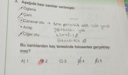 3. Aşağıda bazı canlılar verilmiştir.
Öglena
Çam
Ocanavar otu ton porazit old. Ich yell
• Amip
yapraklar yok
klorofil
fotosenter
Ciğer otu
Bu canlılardan kaç tanesinde fotosentez gerçekleş-
mez?
A) 1
2
C) 3
24
É) 5